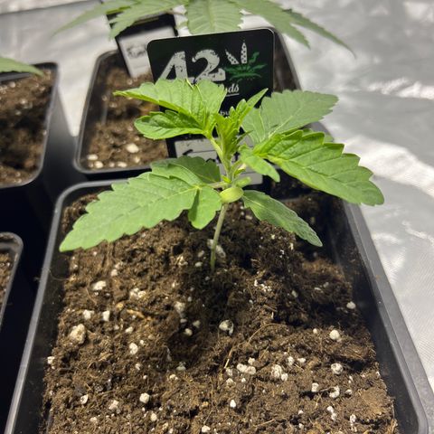 Funkfetti growlog timeline photo