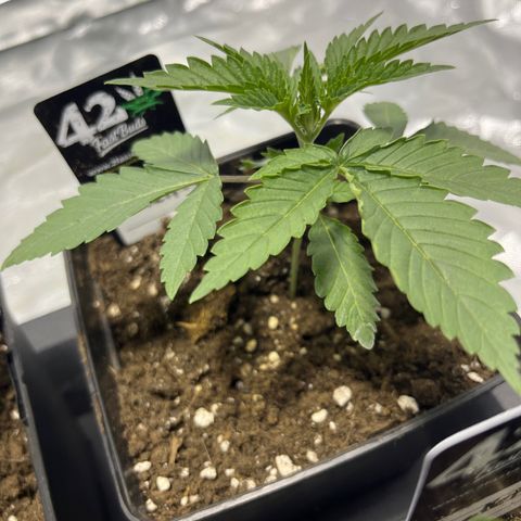 Funkfetti growlog timeline photo