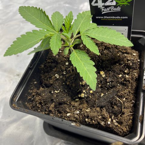 Soju growlog timeline photo
