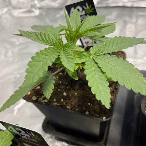 Sticky glue growlog timeline photo