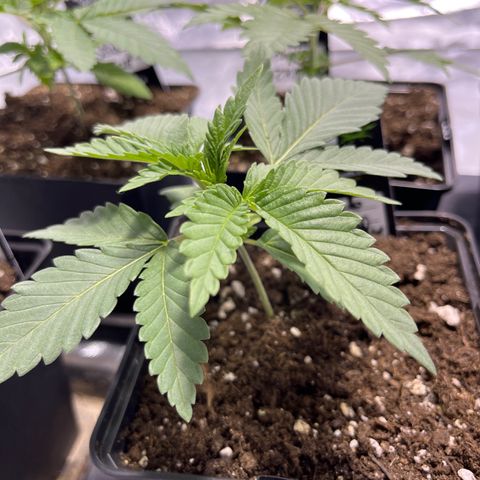 Purple Zkittlez RBX growlog timeline photo
