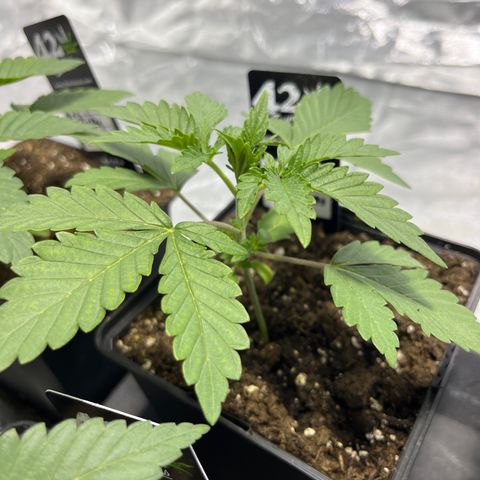Purple Zkittlez RBX growlog timeline photo