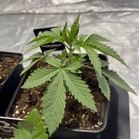 Funkfetti growlog timeline photo
