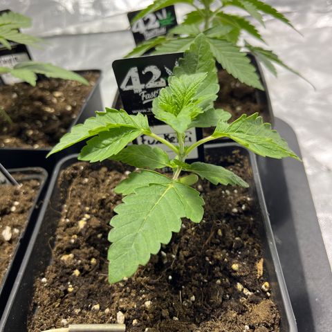 Funkfetti growlog timeline photo