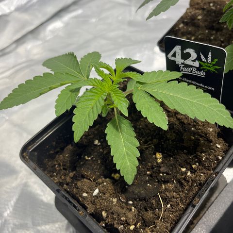 Soju growlog timeline photo