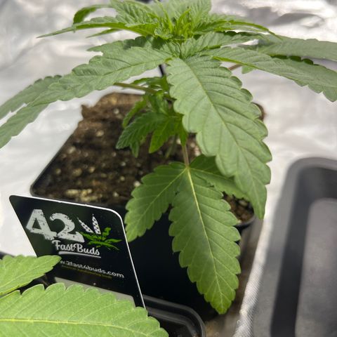 Sticky glue growlog timeline photo