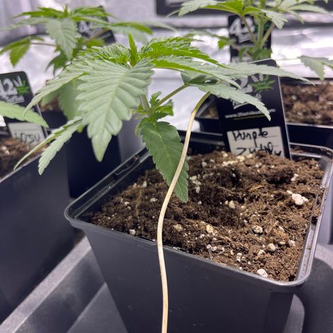 Purple Zkittlez RBX growlog timeline photo