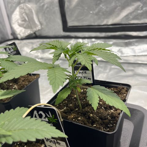 Purple Zkittlez RBX growlog timeline photo