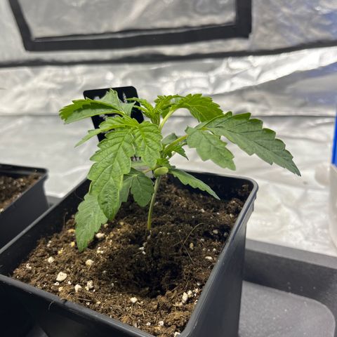 Funkfetti growlog timeline photo