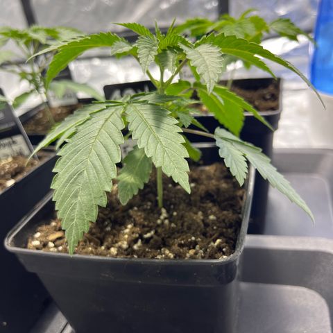 Funkfetti growlog timeline photo