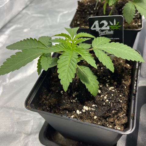 Soju growlog timeline photo