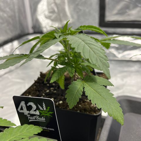 Sticky glue growlog timeline photo
