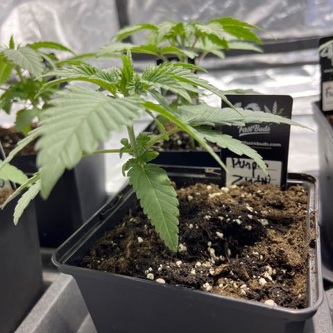 Purple Zkittlez RBX growlog timeline photo