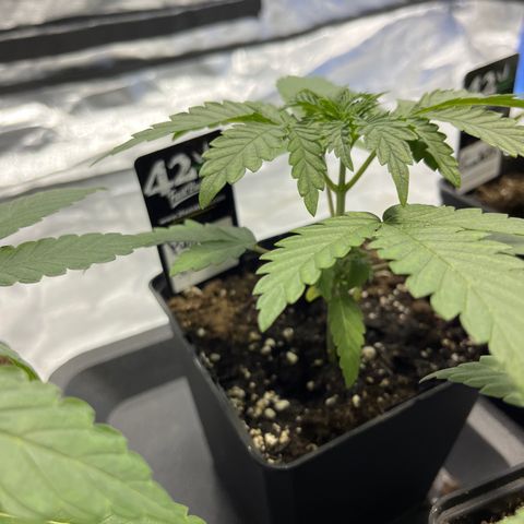 Purple Zkittlez RBX growlog timeline photo