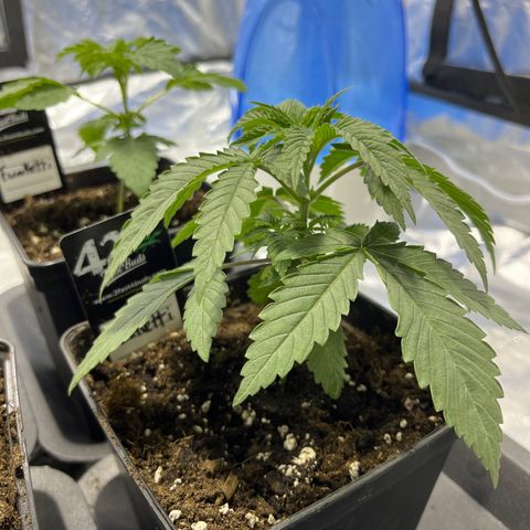 Funkfetti growlog timeline photo