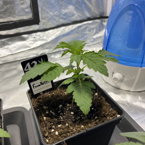Funkfetti growlog timeline photo