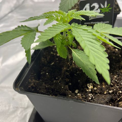 Soju growlog timeline photo