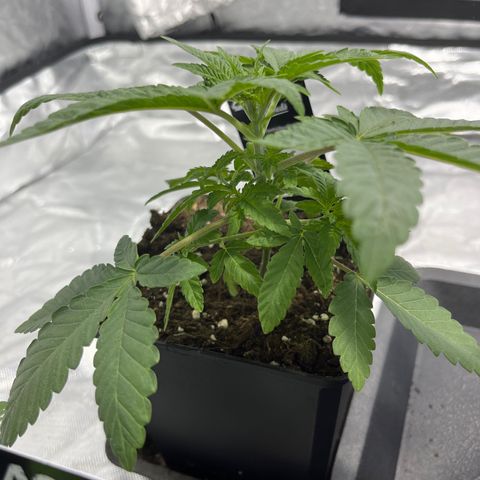 Sticky glue growlog timeline photo