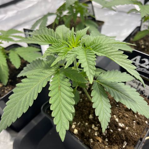 Purple Zkittlez RBX growlog timeline photo