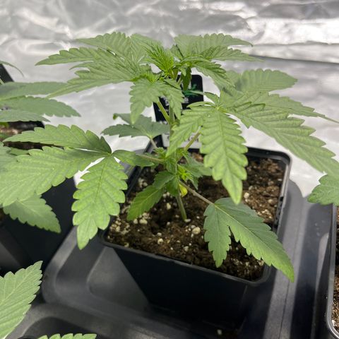 Purple Zkittlez RBX growlog timeline photo