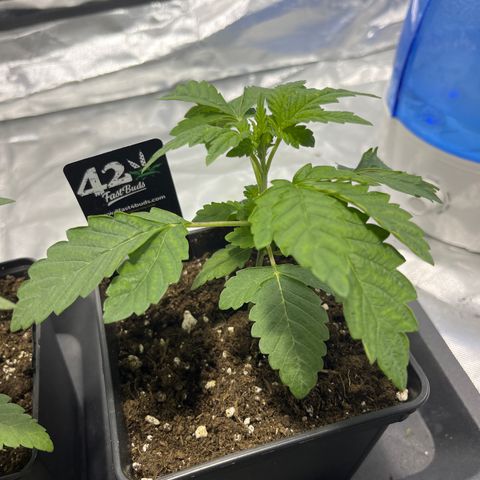 Funkfetti growlog timeline photo