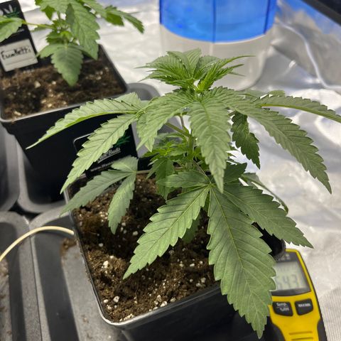 Funkfetti growlog timeline photo