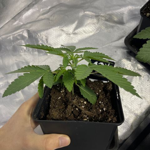 Soju growlog timeline photo