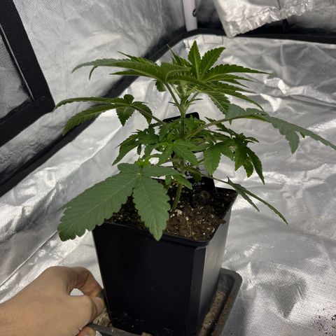 Sticky glue growlog timeline photo