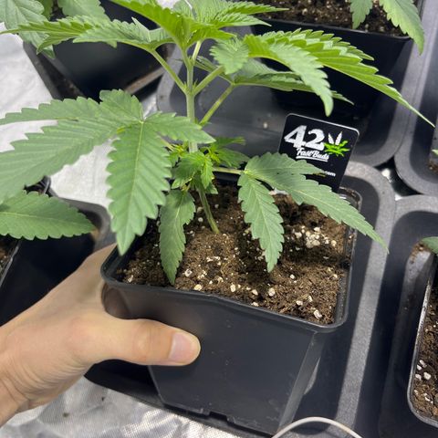 Purple Zkittlez RBX growlog timeline photo