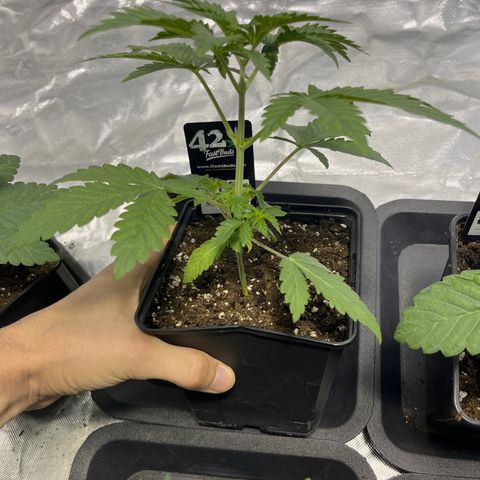 Purple Zkittlez RBX growlog timeline photo