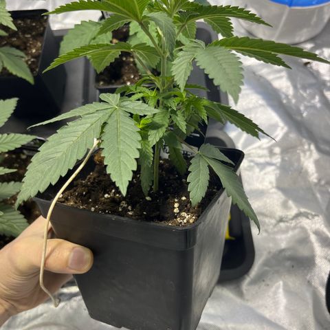Funkfetti growlog timeline photo