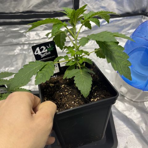 Funkfetti growlog timeline photo