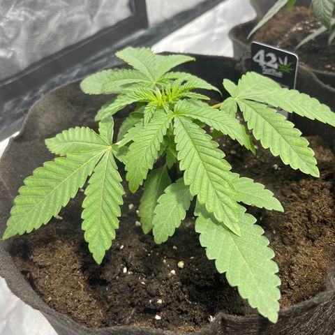 Soju growlog timeline photo