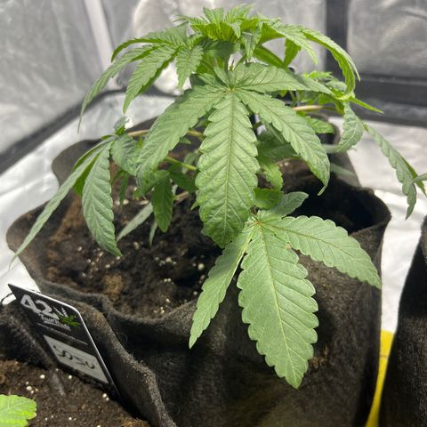 Sticky glue growlog timeline photo