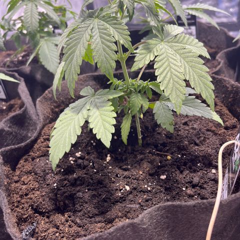 Purple Zkittlez RBX growlog timeline photo