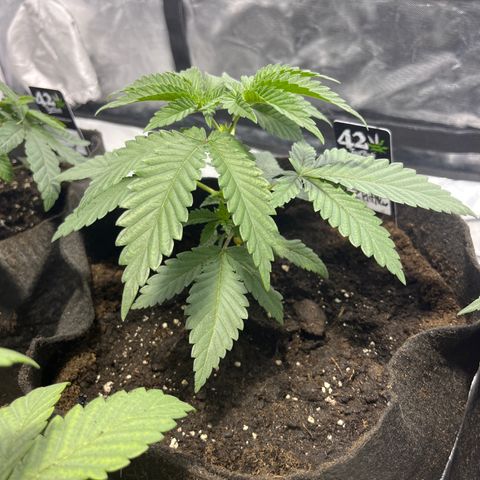 Purple Zkittlez RBX growlog timeline photo