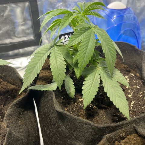 Funkfetti growlog timeline photo