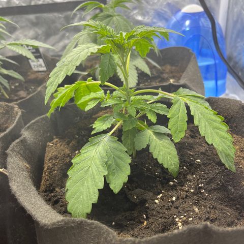 Funkfetti growlog timeline photo