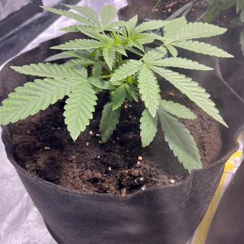 Soju growlog timeline photo