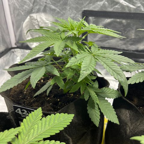Sticky glue growlog timeline photo