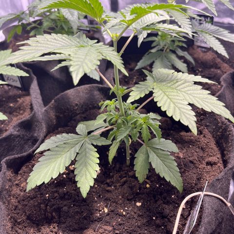 Purple Zkittlez RBX growlog timeline photo