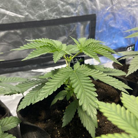 Purple Zkittlez RBX growlog timeline photo