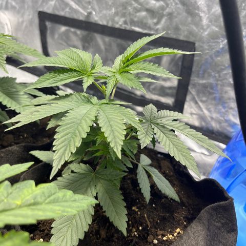 Funkfetti growlog timeline photo
