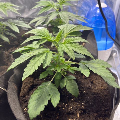 Funkfetti growlog timeline photo