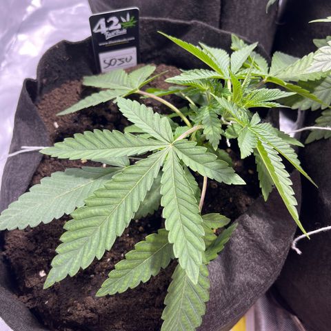 Soju growlog timeline photo
