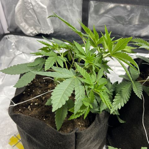 Sticky glue growlog timeline photo