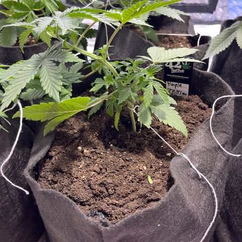 Purple Zkittlez RBX growlog timeline photo