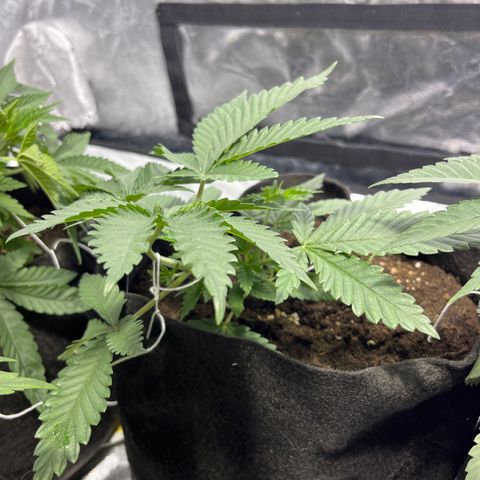 Purple Zkittlez RBX growlog timeline photo