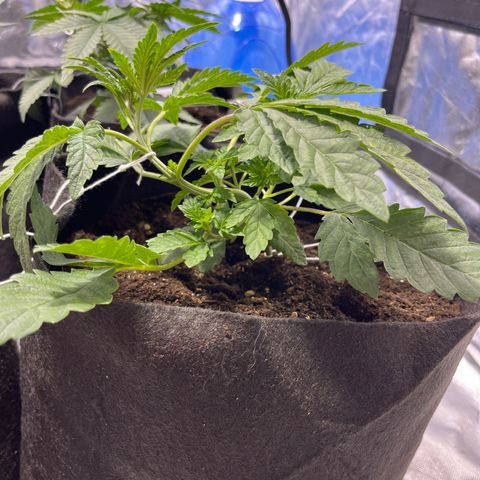 Funkfetti growlog timeline photo