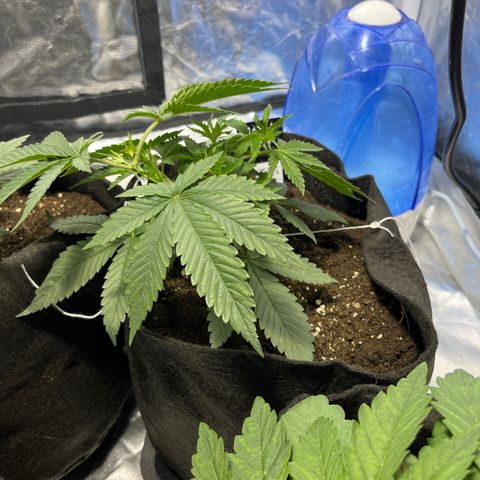 Funkfetti growlog timeline photo